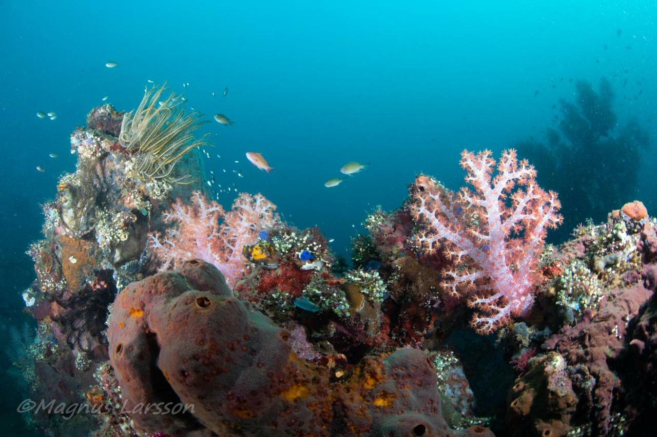 Bali Dive Resort Amed Exterior photo
