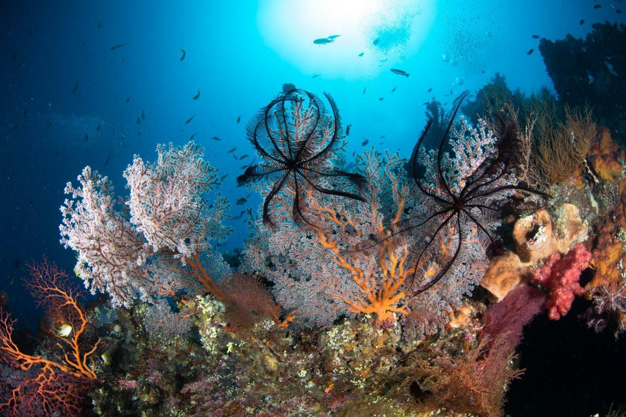 Bali Dive Resort Amed Exterior photo